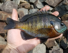 Lepomis macrochirus