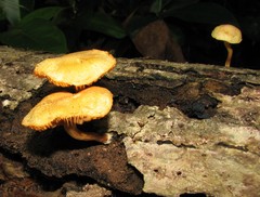 Gymnopilus lepidotus