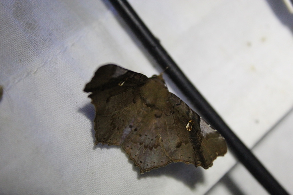 Euclystis labecia