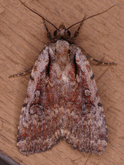 Eueretagrotis attentus