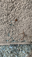 Coccinella transversalis