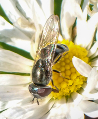 Platycheirus stegnus