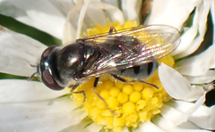 Platycheirus stegnus