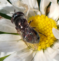 Platycheirus stegnus