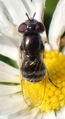 Platycheirus stegnus