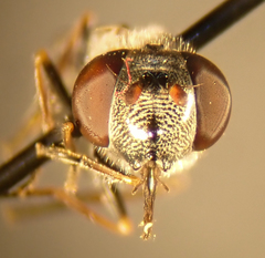 Platycheirus stegnus