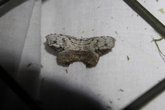 Schidax squamaria