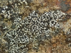 Buellia stellulata