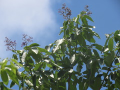 Vitex gaumeri