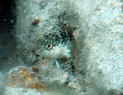 Malacoctenus macropus