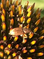 Brachyderes incanus