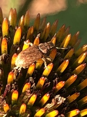 Brachyderes incanus