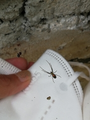 Leucauge argyrobapta