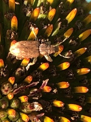 Brachyderes incanus