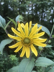 Helianthus resinosus