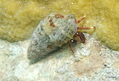 Calcinus tibicen