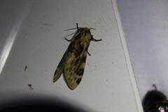 Hypercompe nemophila