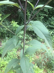 Helianthus resinosus