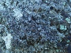 Lecanora pseudistera