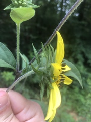Helianthus resinosus