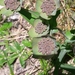 Bupleurum angulosum - Photo (c) Javier Peralta de Andrés, algunos derechos reservados (CC BY-NC), subido por Javier Peralta de Andrés