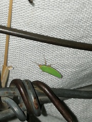 Draeculacephala soluta