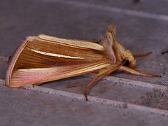 Plusia venusta