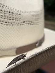 Poecilonota