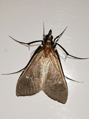 Mecyna asinalis