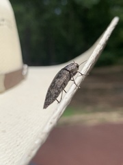 Poecilonota