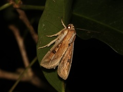 Mythimna albomarginata