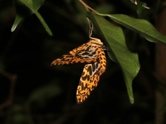 Epobeidia tigrata maxima