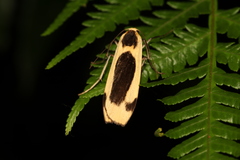 Thysanoptyx incurvata