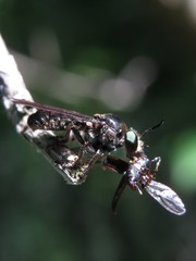 Cerotainia macrocera