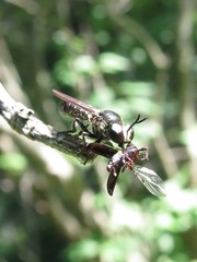 Cerotainia macrocera