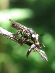 Cerotainia macrocera