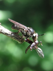 Cerotainia macrocera