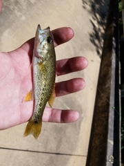Micropterus warriorensis
