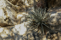Hechtia mapimiana