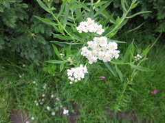 Achillea salicifolia