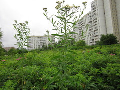Achillea salicifolia