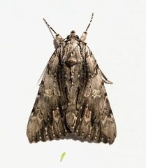 Catocala coccinata