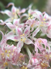 Ipomopsis aggregata weberi