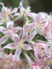 Ipomopsis aggregata weberi