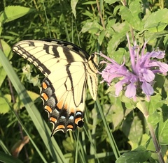 Papilio glaucus