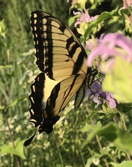 Papilio glaucus