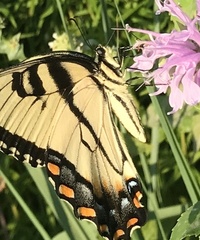 Papilio glaucus