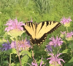Papilio glaucus