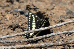 Papilio indra