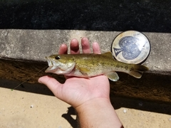 Micropterus warriorensis